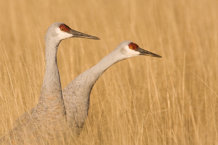 Kanadakranich Grus canadensis Sandhill Crane